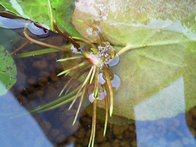 e0176785_18152786.jpg