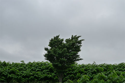 b0171193_17563284.jpg