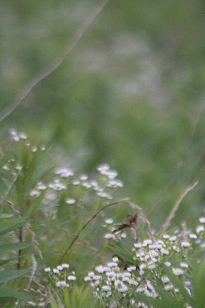 d0133693_23385827.jpg