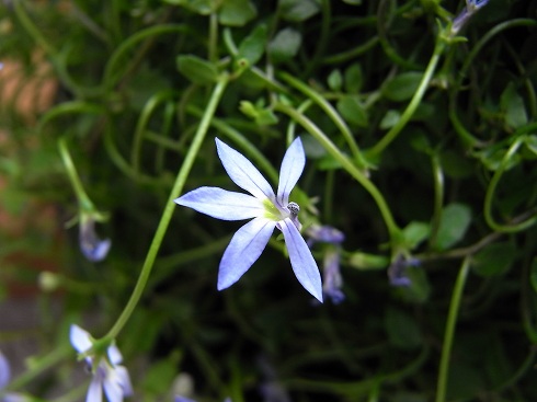 e0172797_12411584.jpg