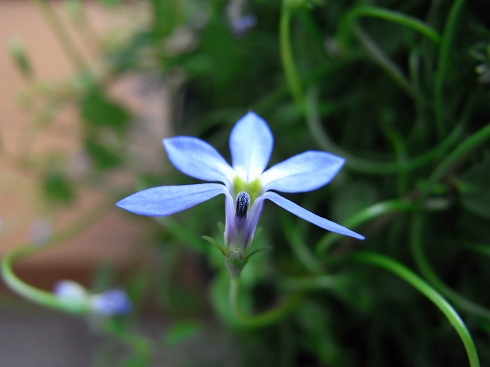 e0172797_1241402.jpg