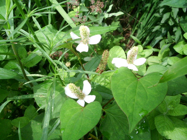 e0025300_14112080.jpg