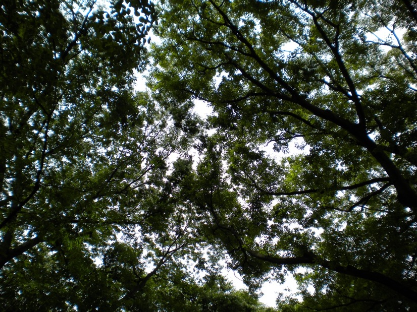 c0163006_1538311.jpg