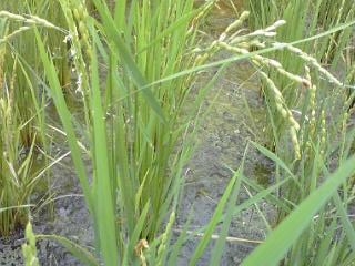 e0071811_15573740.jpg