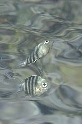 b0155916_1522147.jpg