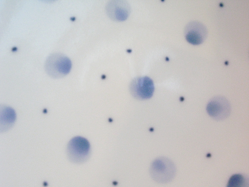f0197821_15413375.jpg
