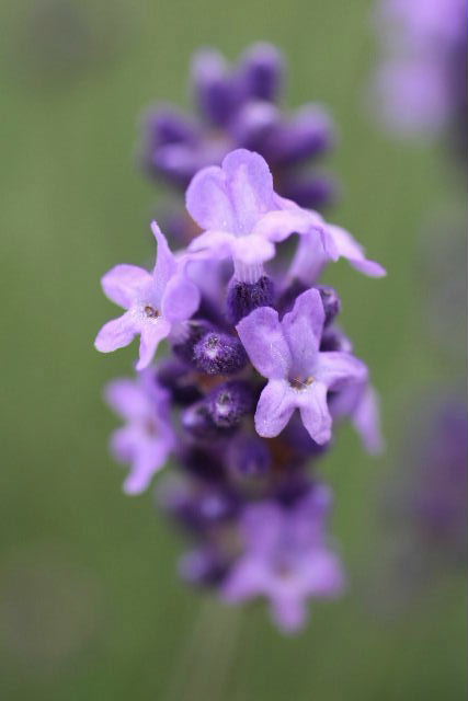 e0064133_2233171.jpg