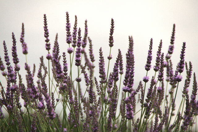 e0064133_2242681.jpg