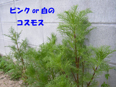 f0008935_15494548.gif