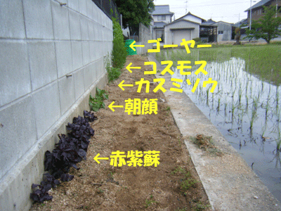 f0008935_1549823.gif
