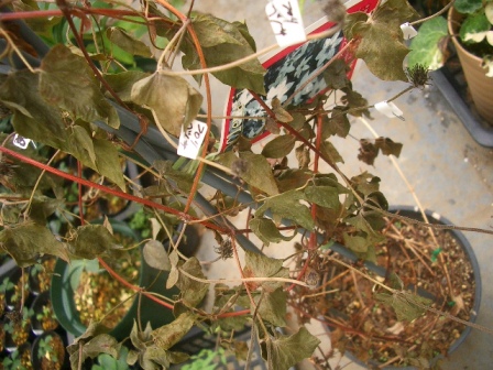 c0025140_1656743.jpg