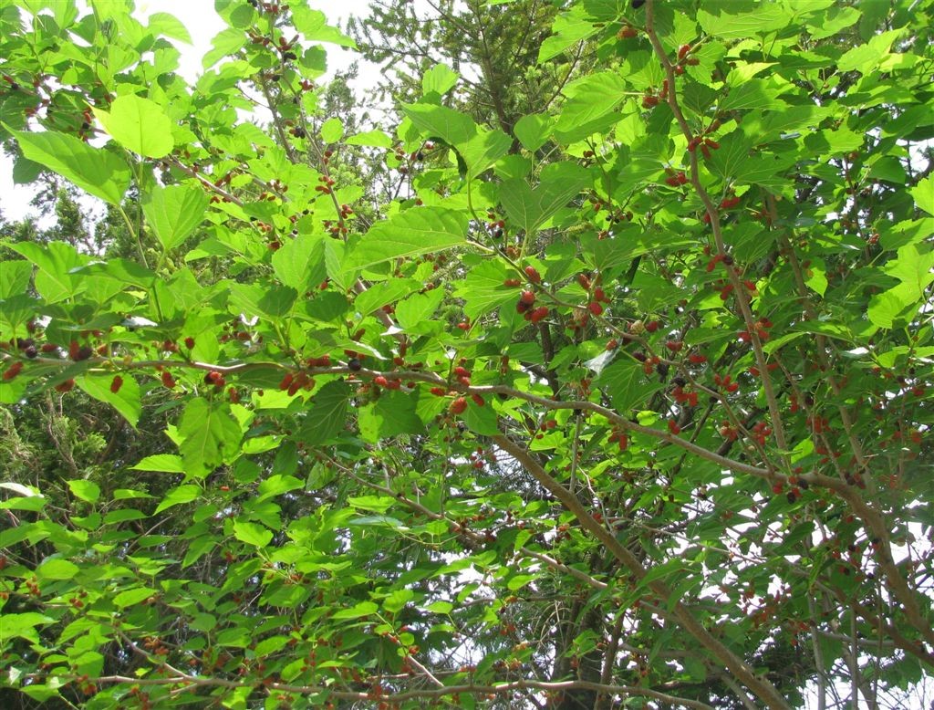 f0151044_10113610.jpg