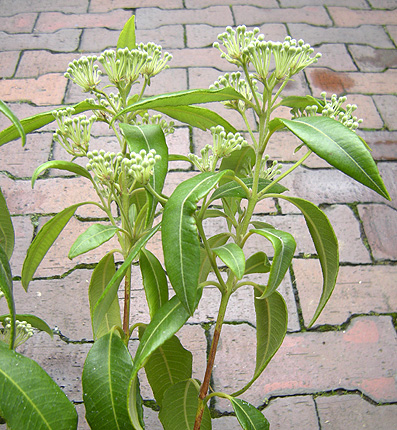 a0001354_23211416.jpg