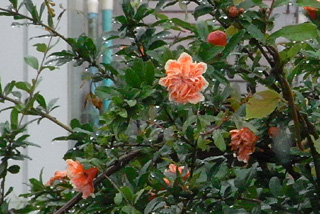 c0016056_1529037.jpg