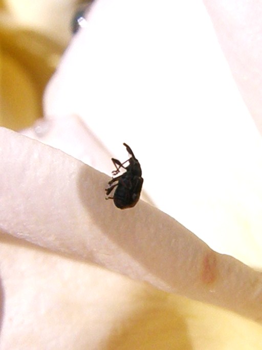 e0064158_1928433.jpg