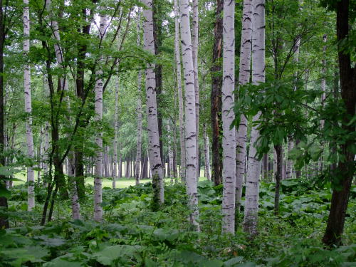 e0088260_22211323.jpg