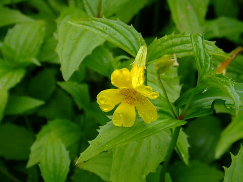 c0022275_20583029.jpg