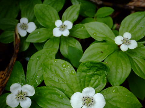 c0022275_2133424.jpg