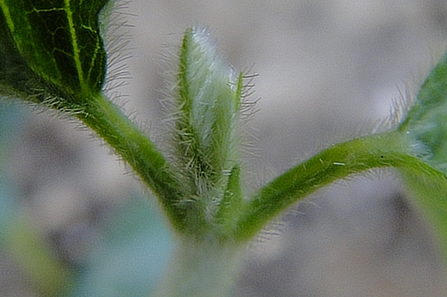 c0183777_18563273.jpg