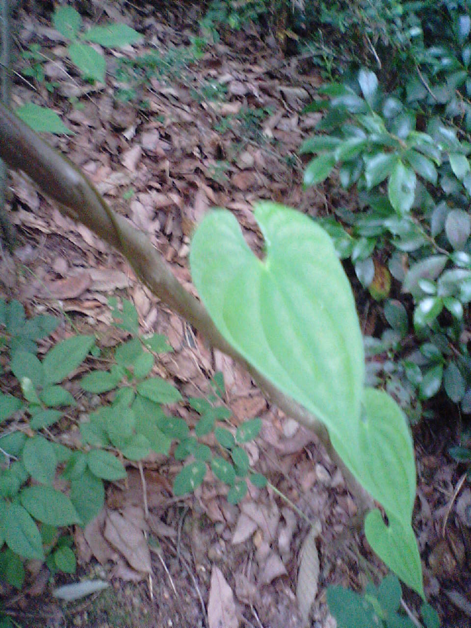 c0160778_2056714.jpg