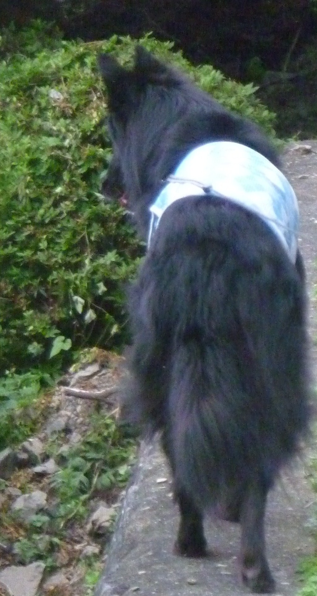 c0052779_163919100.jpg