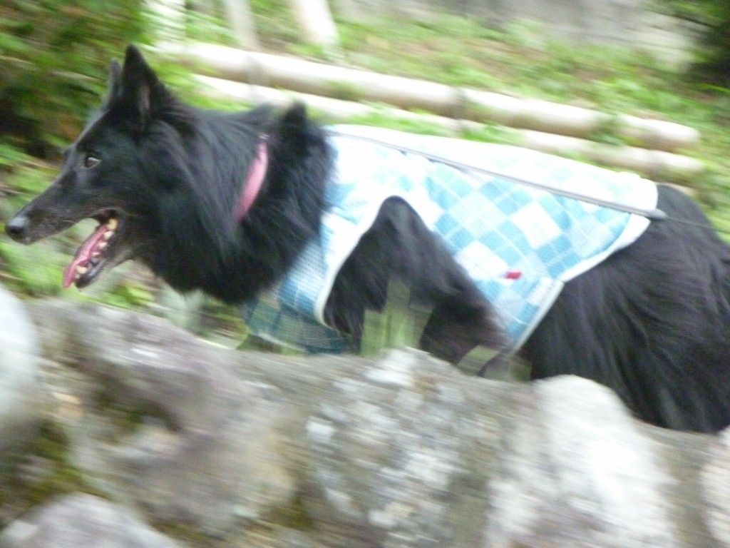 c0052779_16412135.jpg