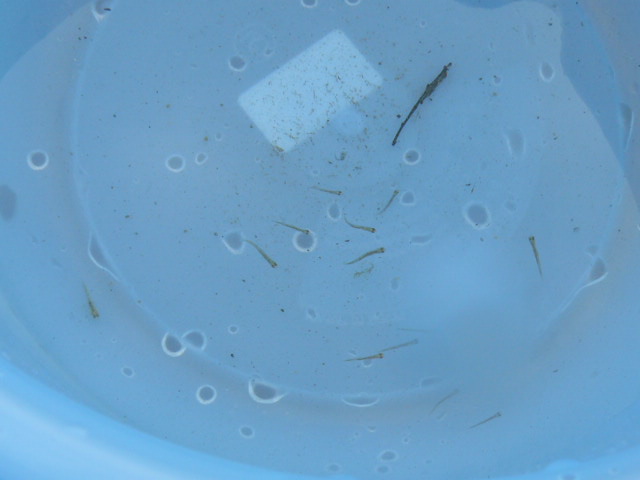 c0093179_2182253.jpg