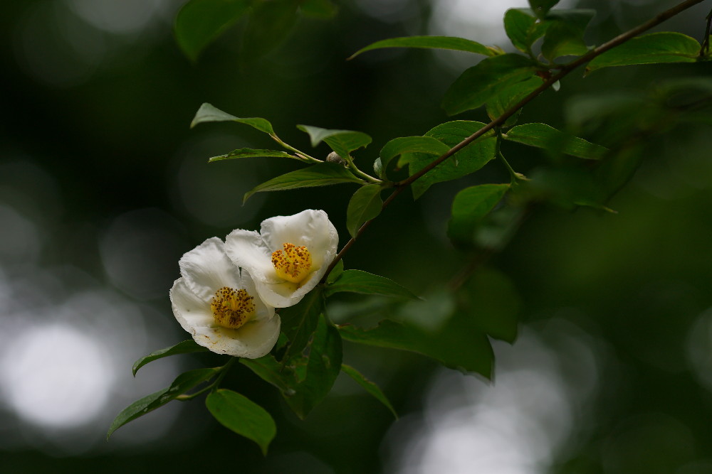 a0083081_12222875.jpg