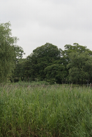 d0133693_21132115.jpg