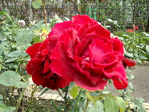 c0138198_12211347.jpg