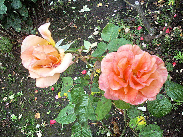 c0138198_1224188.jpg