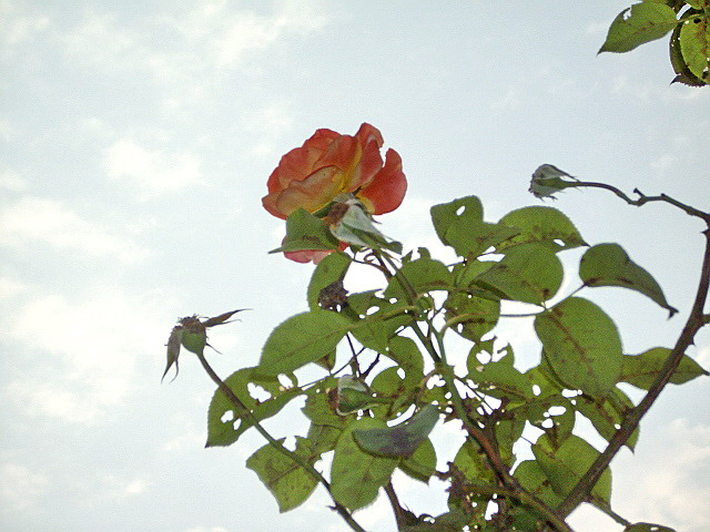 c0138198_123235.jpg