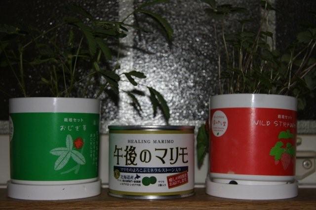c0186001_051822.jpg