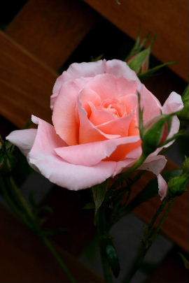 f0041606_20304451.jpg