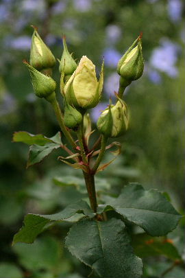 f0041606_20312142.jpg