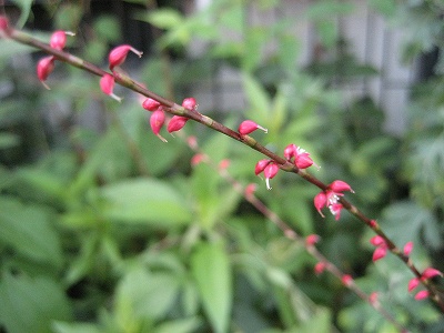 f0139520_175206.jpg