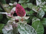f0139520_17542771.jpg