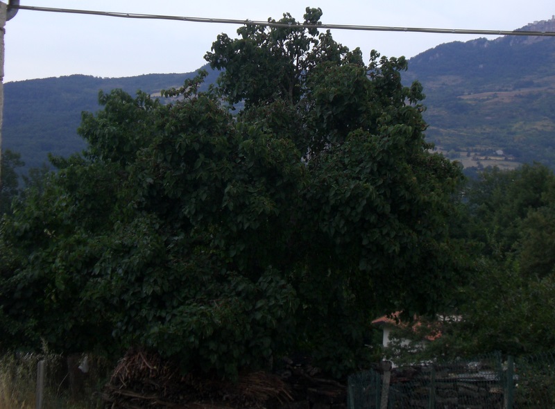 f0203253_23555683.jpg