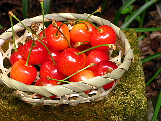 a0021558_15584912.jpg