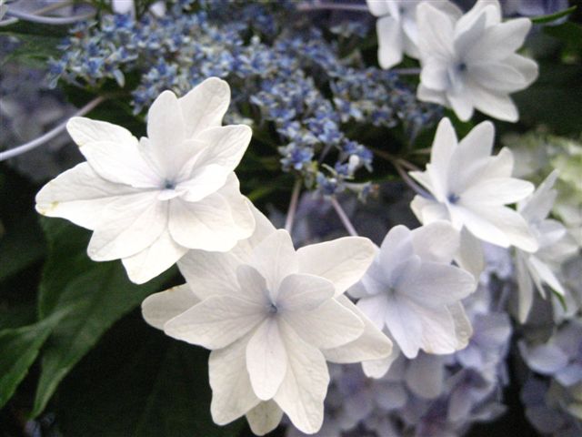a0123465_1343465.jpg
