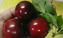 e0136066_127117.jpg