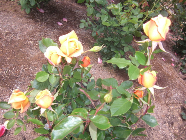 f0200773_8253279.jpg