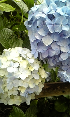 e0113675_1521671.jpg