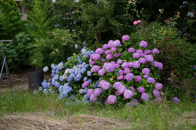 b0120979_1742346.jpg