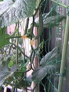 f0007079_1352968.jpg