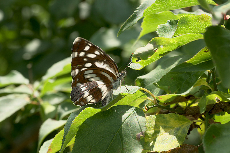 f0090680_2331411.jpg