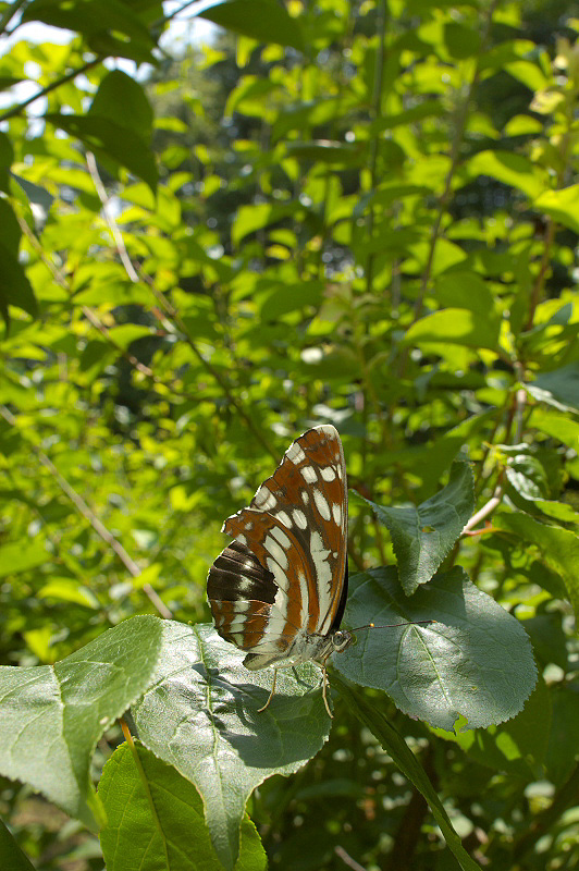 f0090680_2343866.jpg