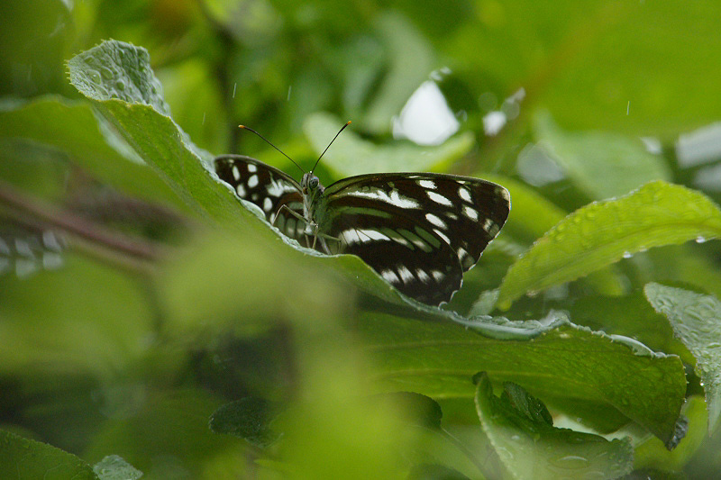 f0090680_2355128.jpg
