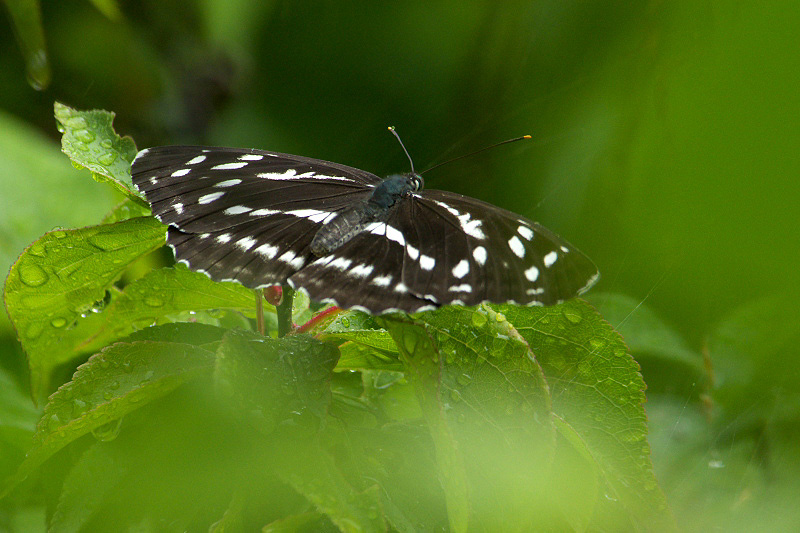 f0090680_2361690.jpg