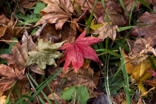DSC00425 2.jpg